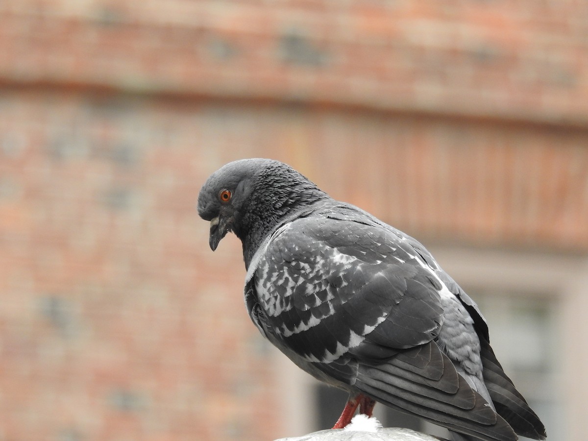 Rock Pigeon (Feral Pigeon) - ML620142123