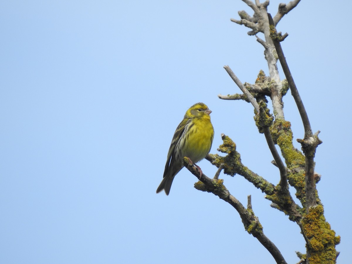 zvonohlík zahradní - ML620142124