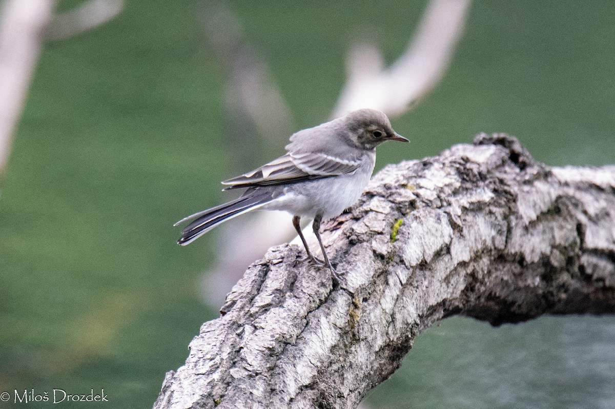 White Wagtail - ML620142133