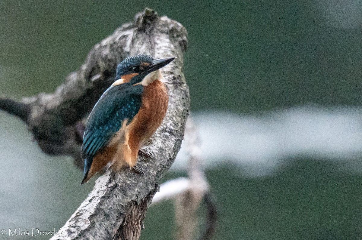 Common Kingfisher - ML620142140