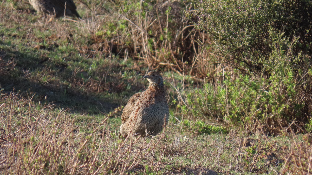 Gray-winged Francolin - ML620142151