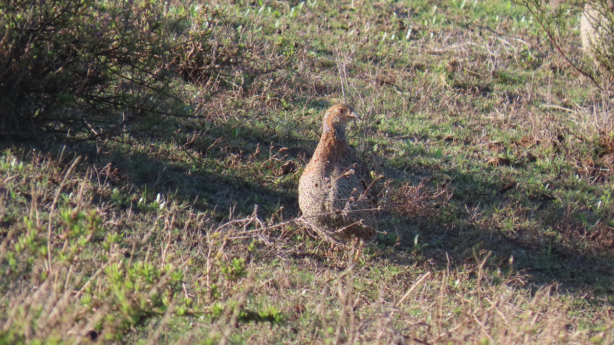 Gray-winged Francolin - ML620142152