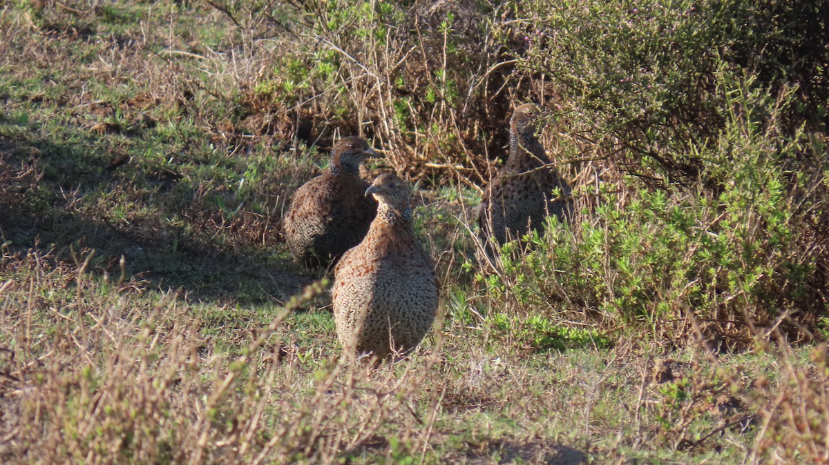 Gray-winged Francolin - ML620142153