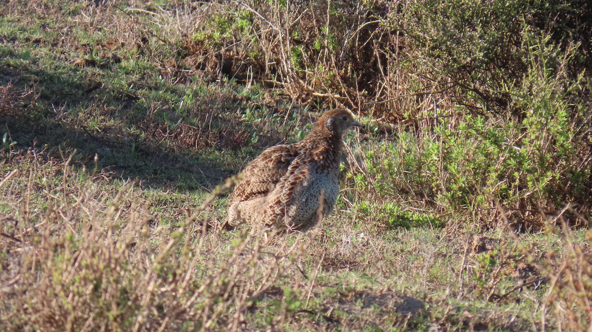 Gray-winged Francolin - ML620142154