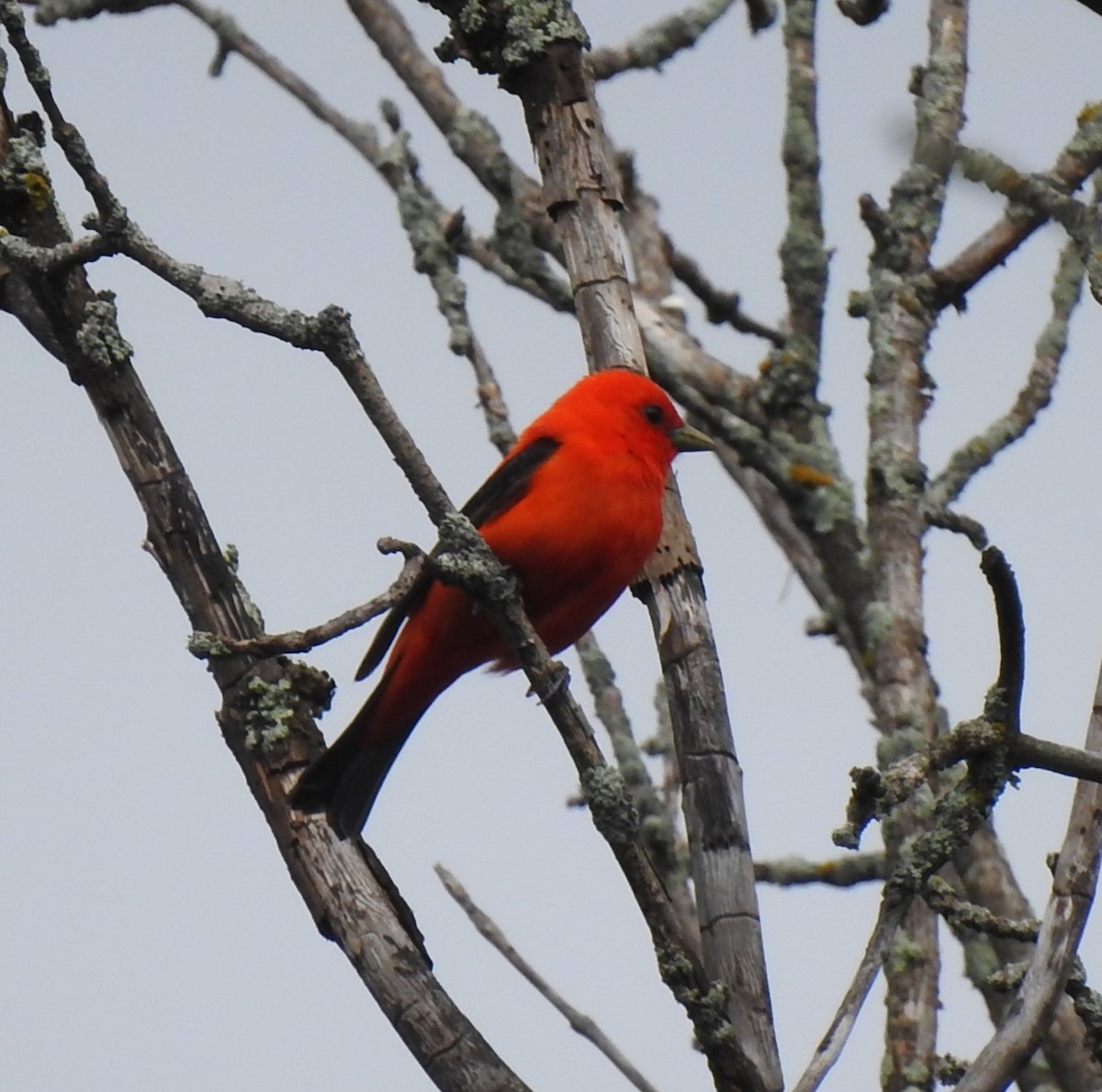 Scarlet Tanager - ML620142163