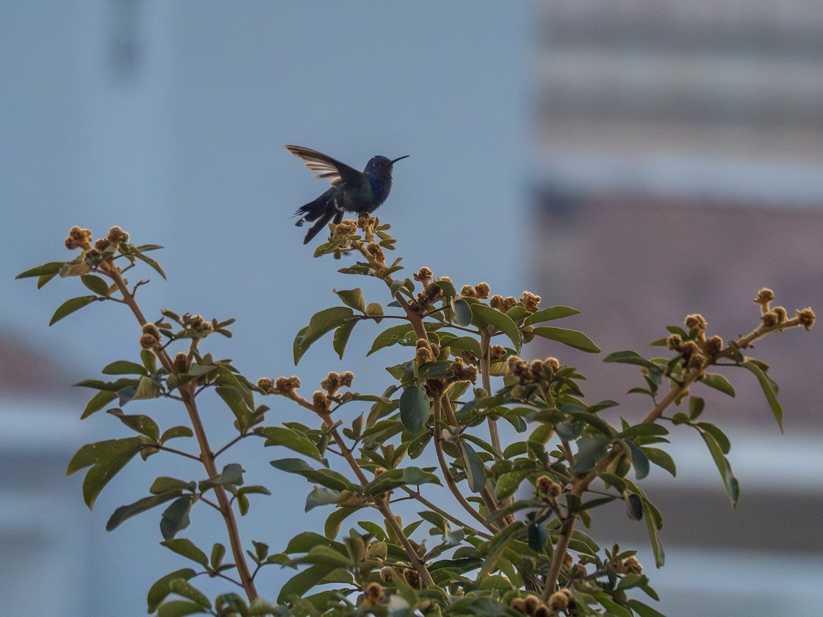 Swallow-tailed Hummingbird - ML620142182