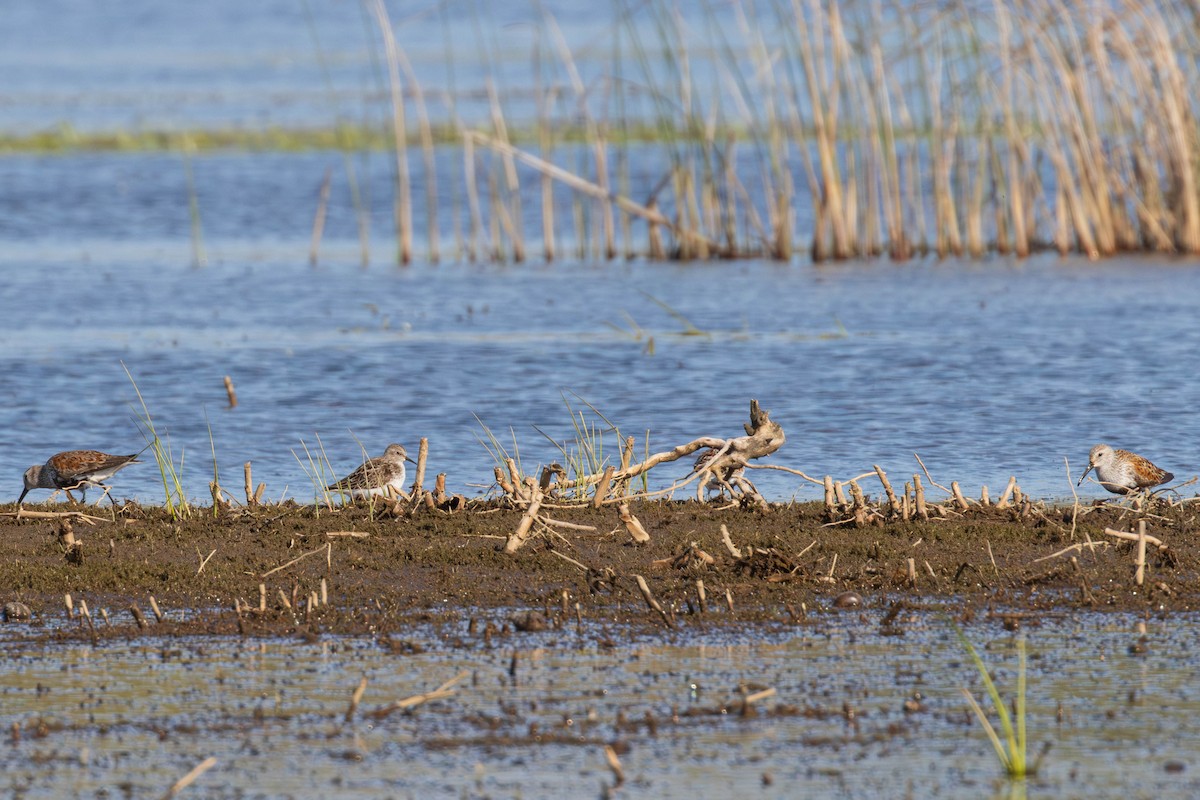 Semipalmated Sandpiper - ML620142185