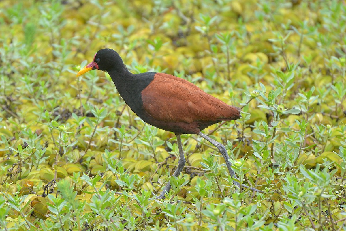 Jacana Suramericana - ML620142204