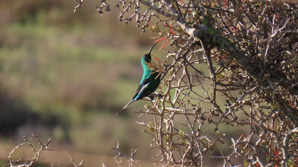 Souimanga malachite - ML620142207