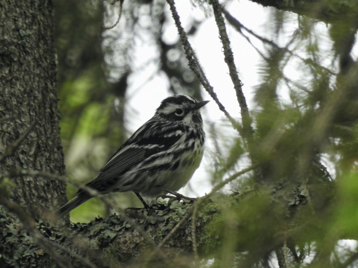 Black-and-white Warbler - ML620142213