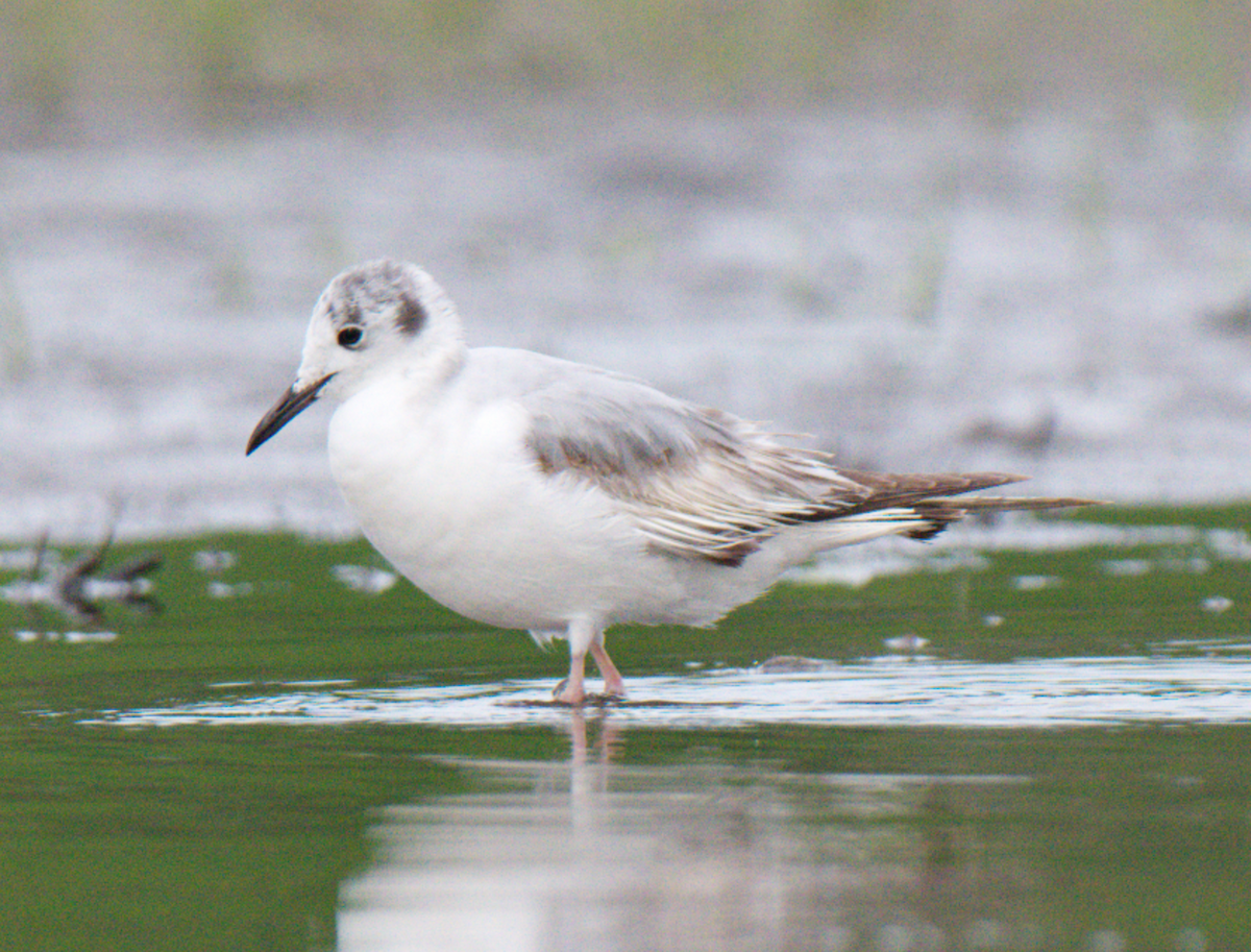 Bonaparte's Gull - ML620142224