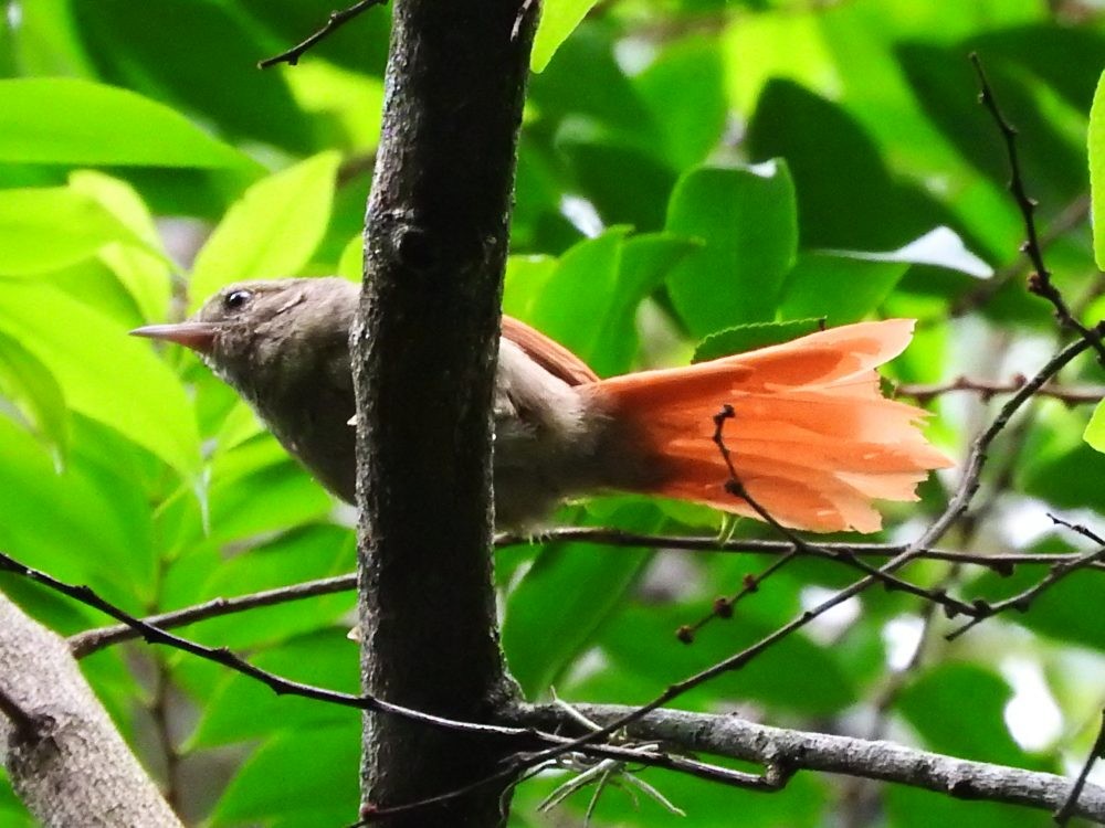 Crested Spinetail - ML620142234