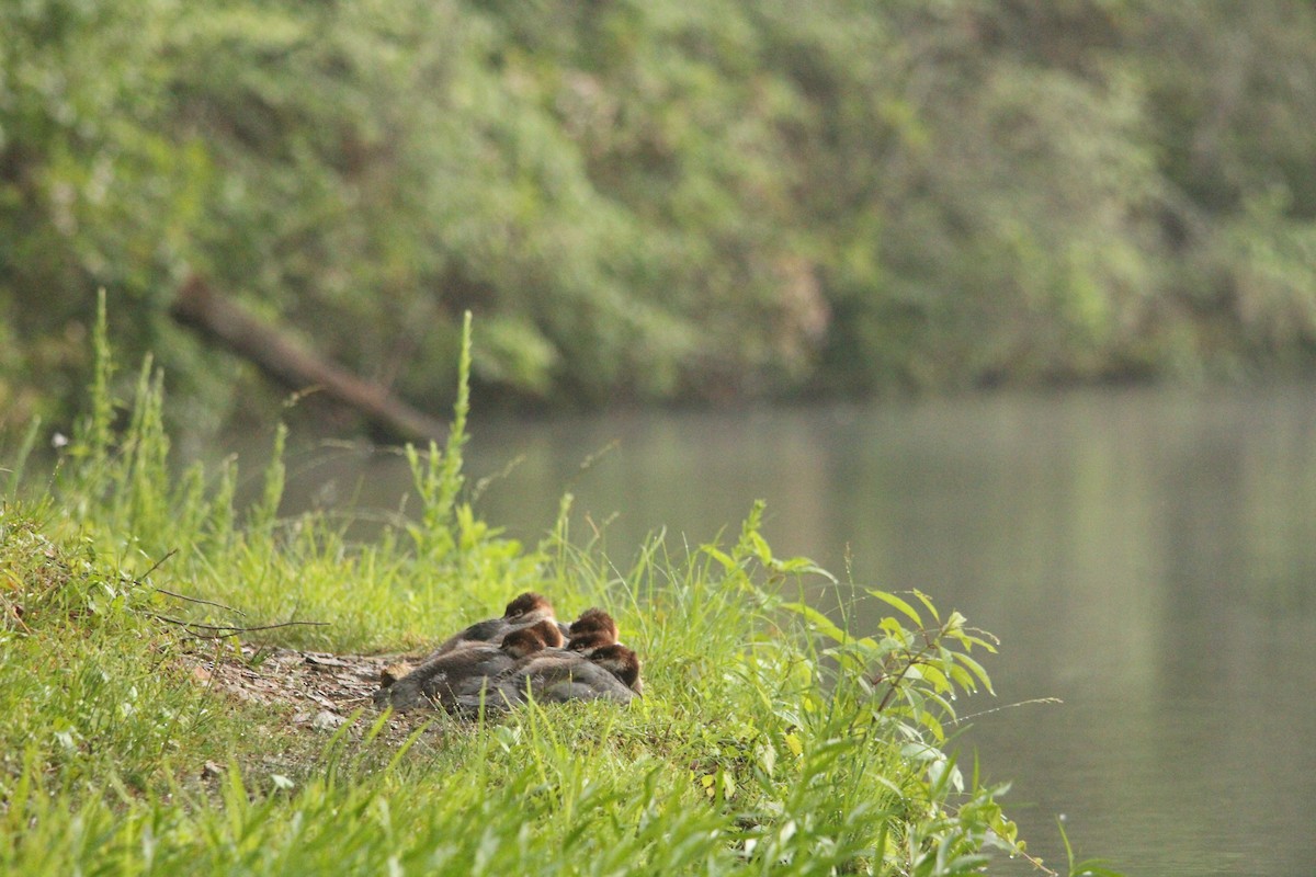 Common Merganser - ML620142236