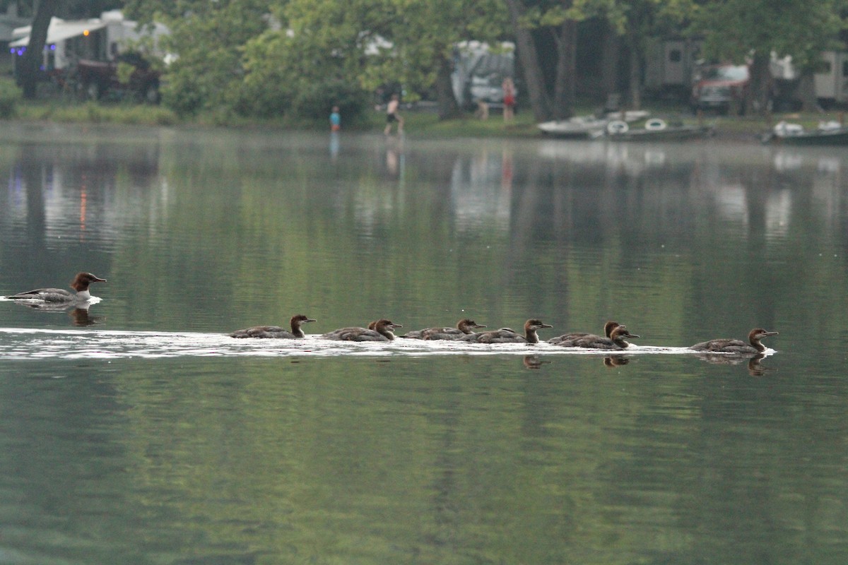 Common Merganser - ML620142237