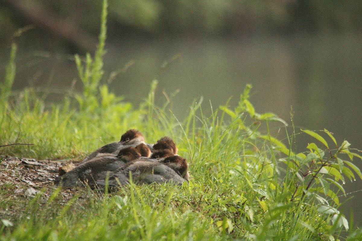 Common Merganser - ML620142238