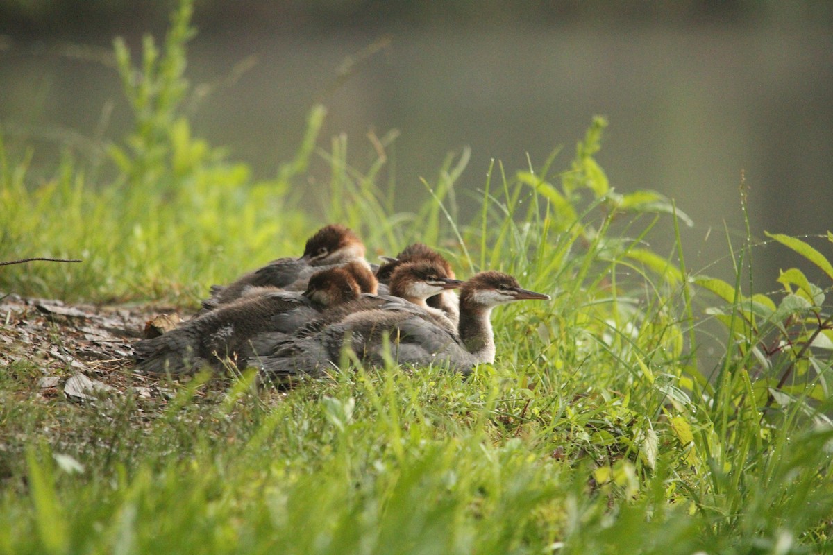 Common Merganser - ML620142239