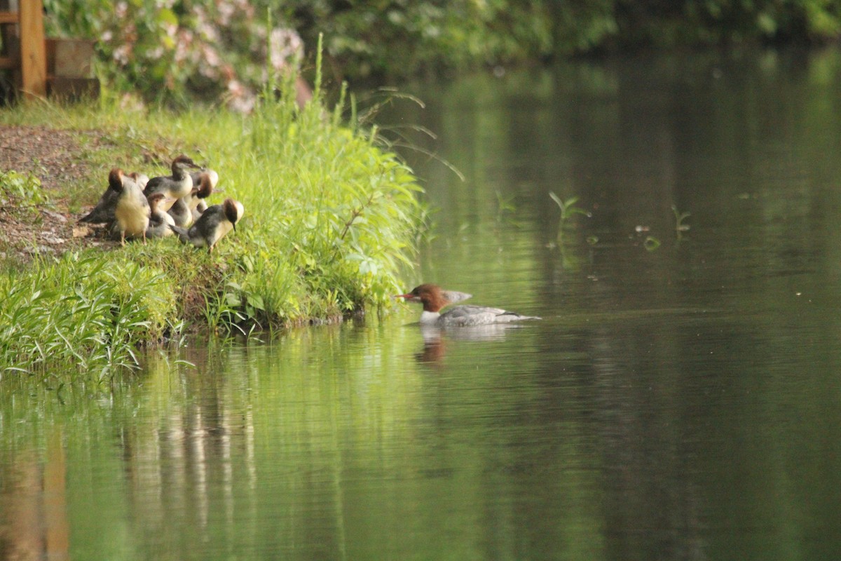 Common Merganser - ML620142240