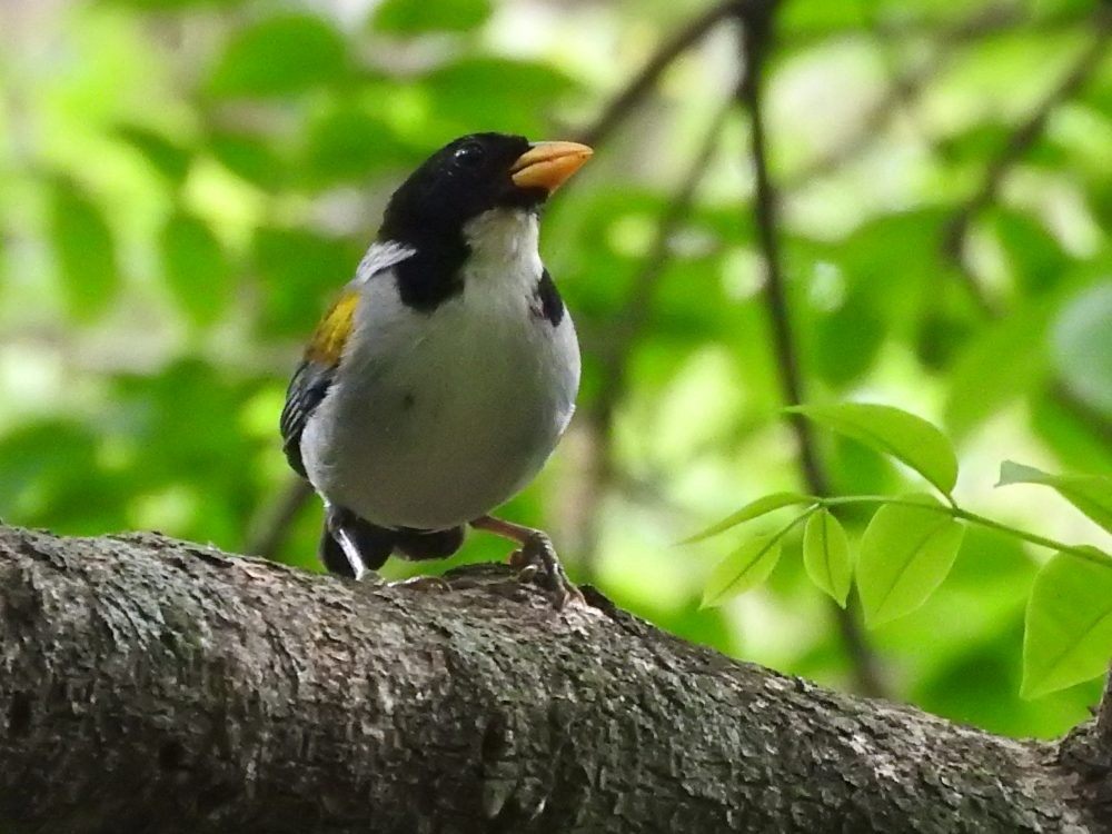 Golden-winged Sparrow - ML620142243