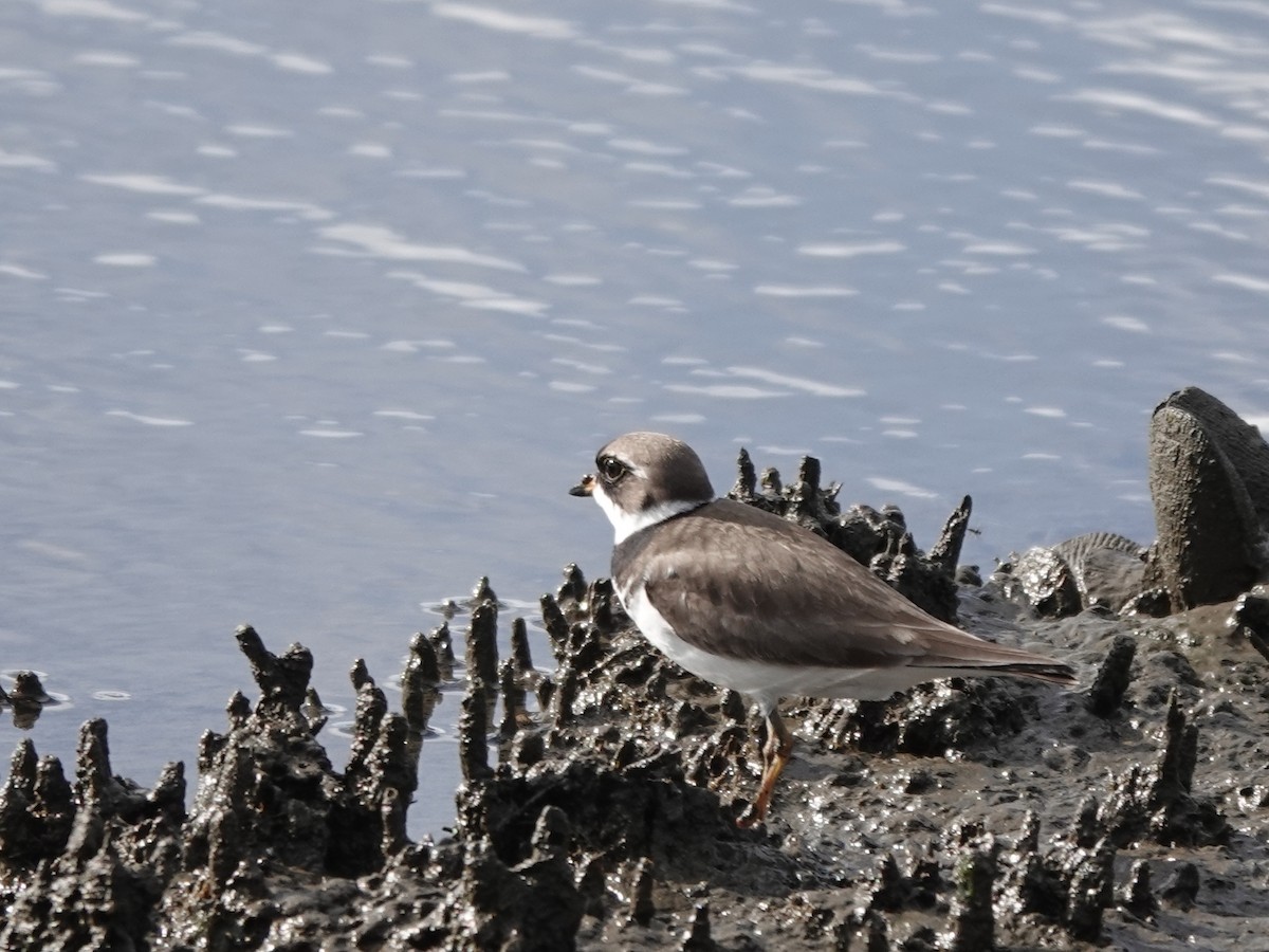 Semipalmated Plover - ML620142248