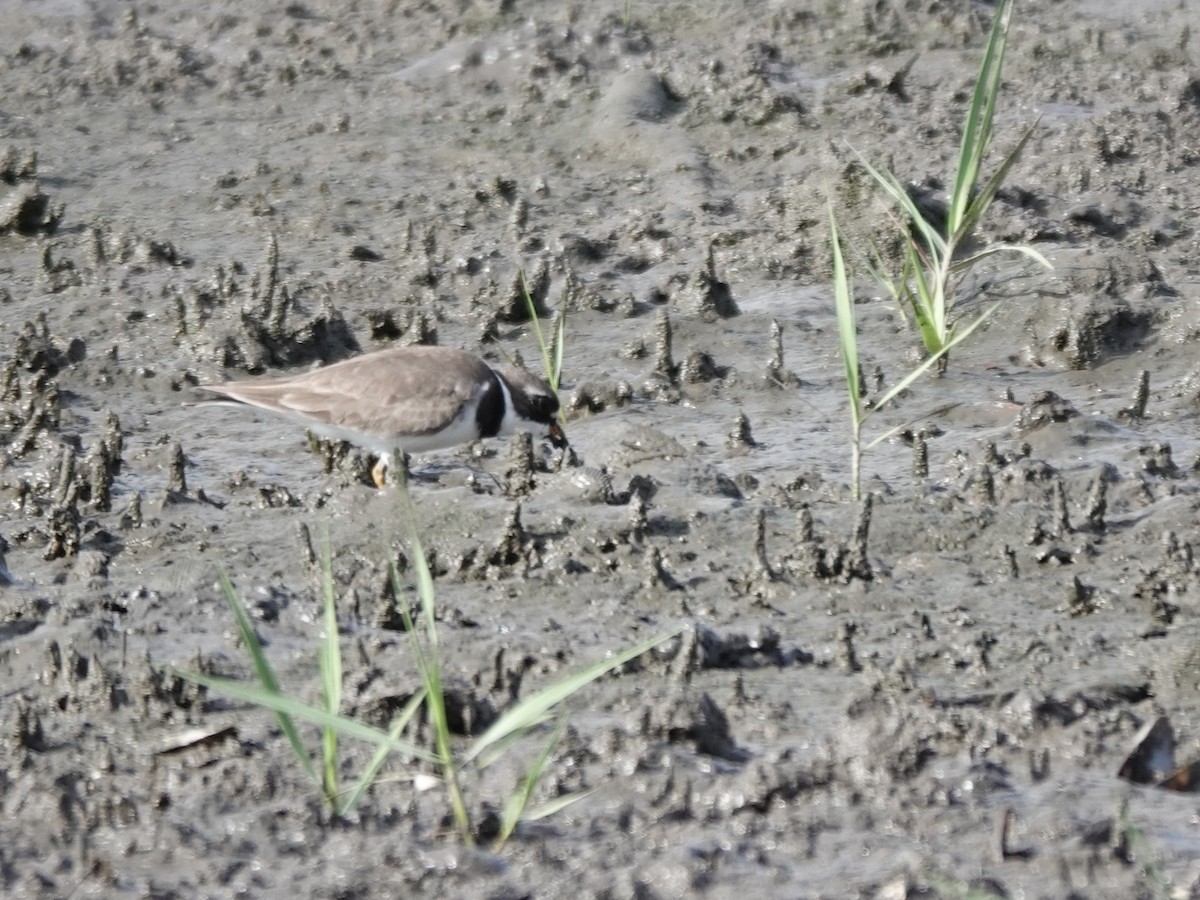 Semipalmated Plover - ML620142250