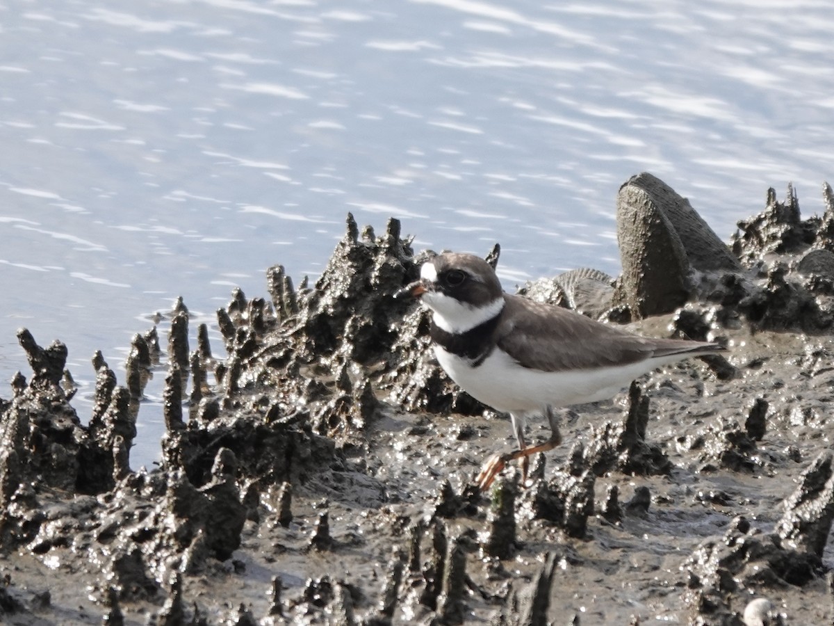 Semipalmated Plover - ML620142251