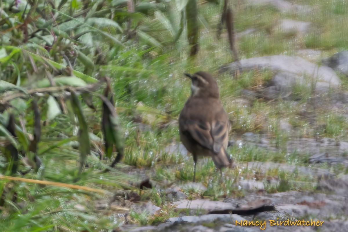 Chestnut-winged Cinclodes - ML620142252