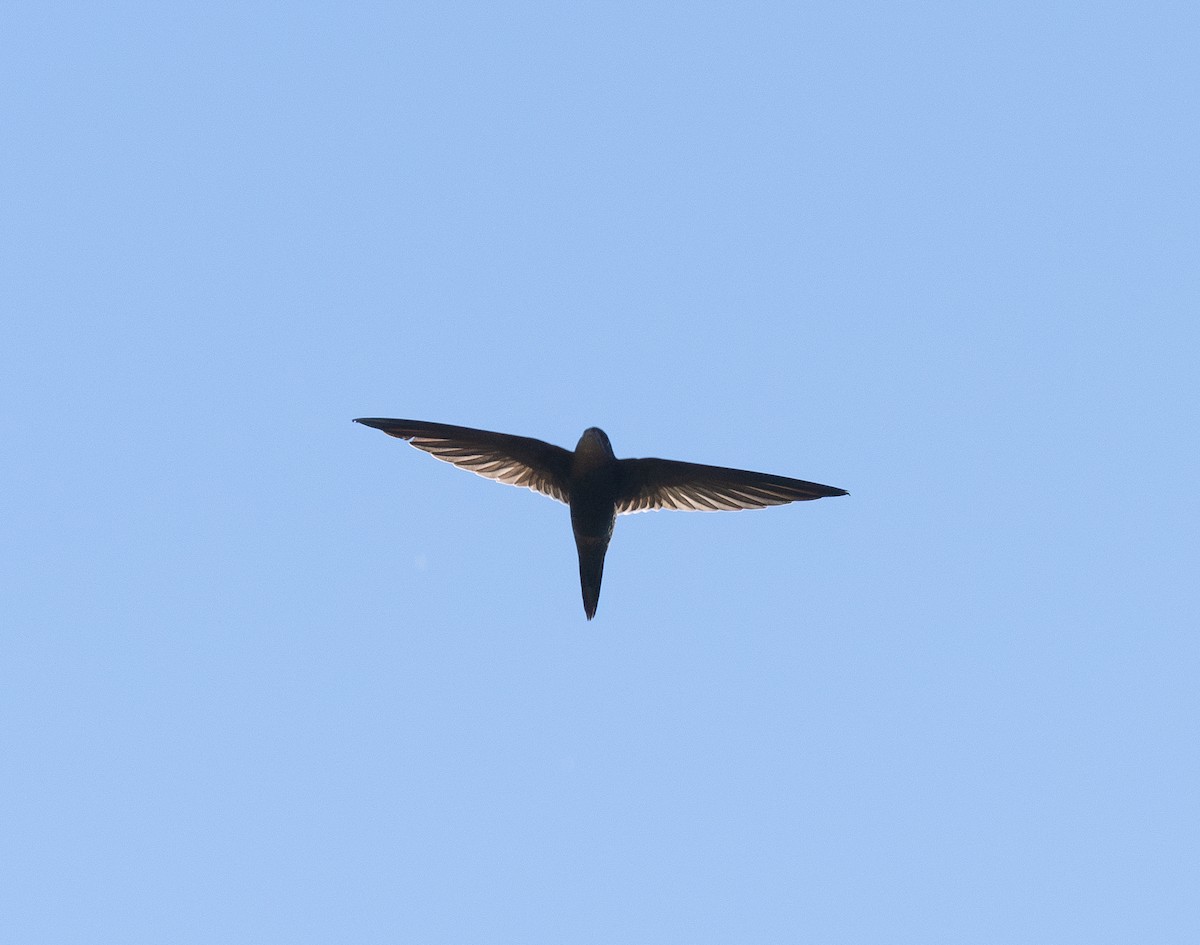 Plain Swift - ML620142257