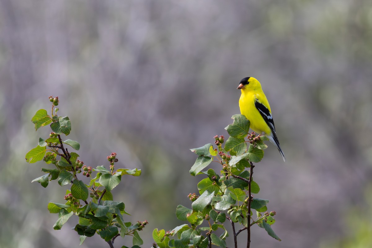 American Goldfinch - ML620142281