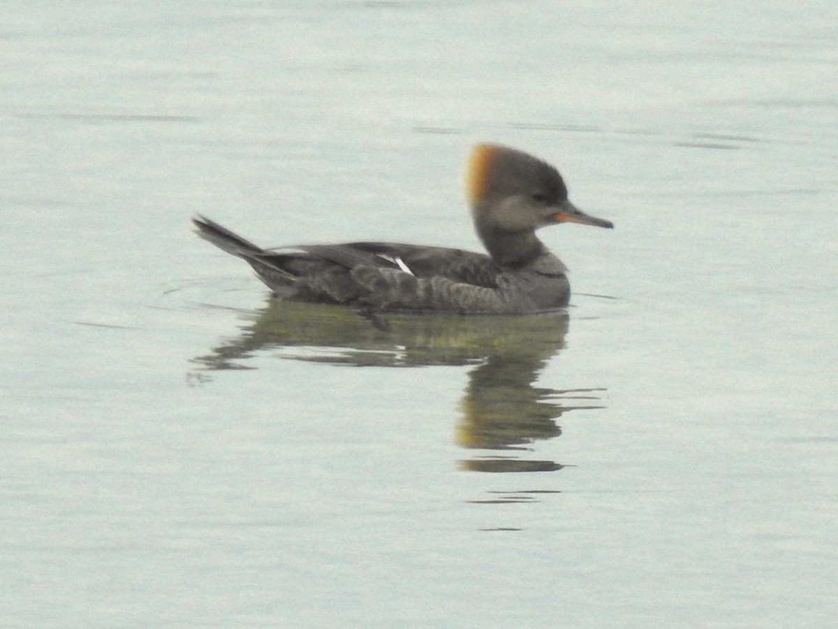 Hooded Merganser - Germ Germain