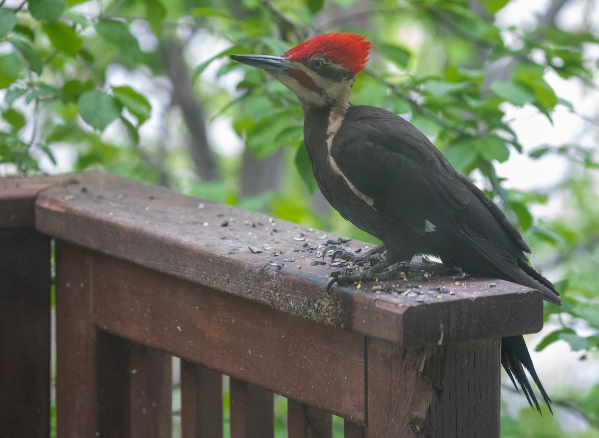 Pileated Woodpecker - ML620142302