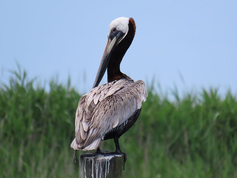 pelikán hnědý (ssp. carolinensis) - ML620142305