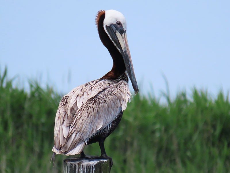 pelikán hnědý (ssp. carolinensis) - ML620142306