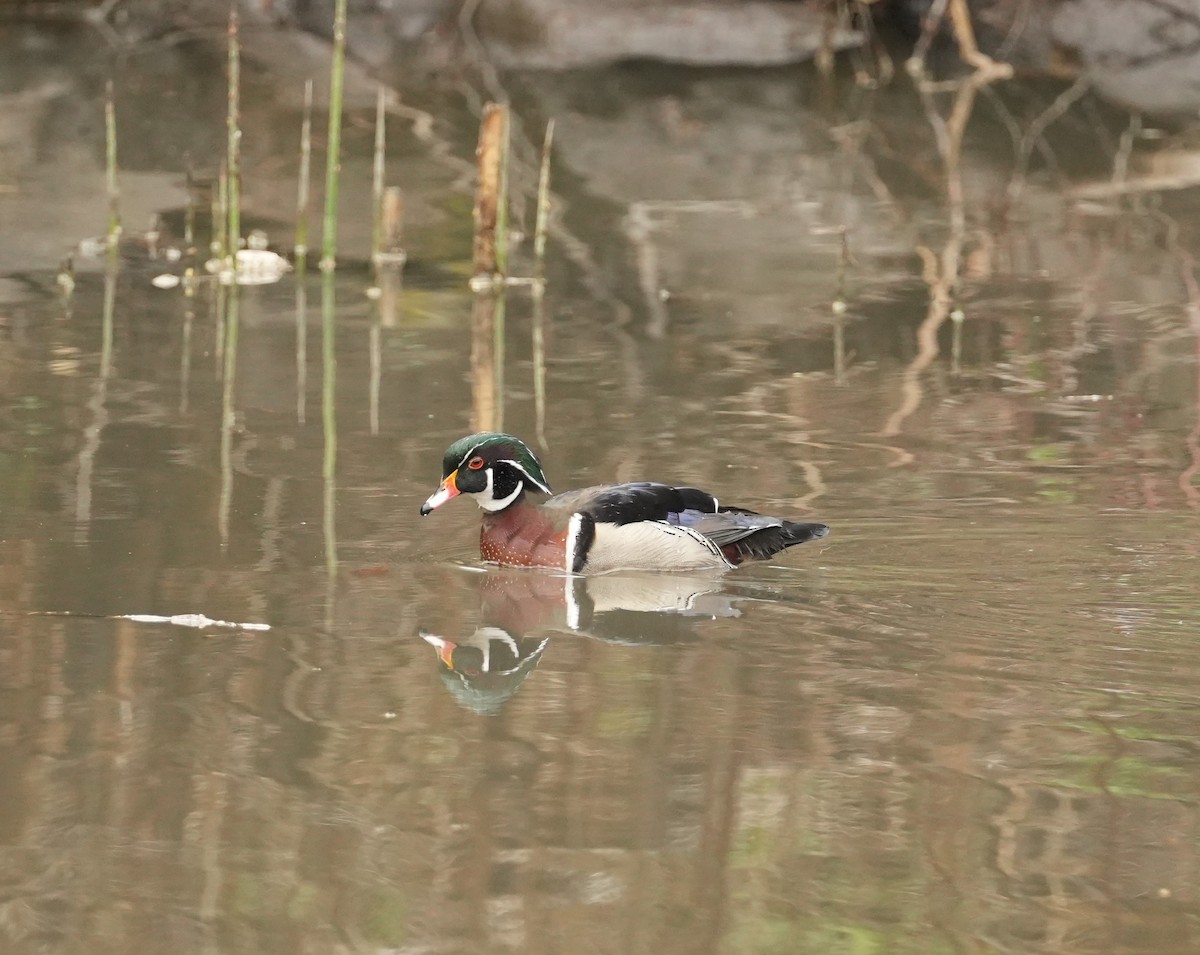 Wood Duck - ML620142307