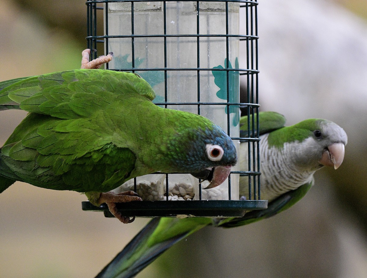 Blue-crowned Parakeet - ML620142310