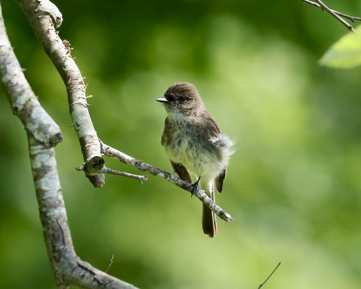 Eastern Phoebe - ML620142315