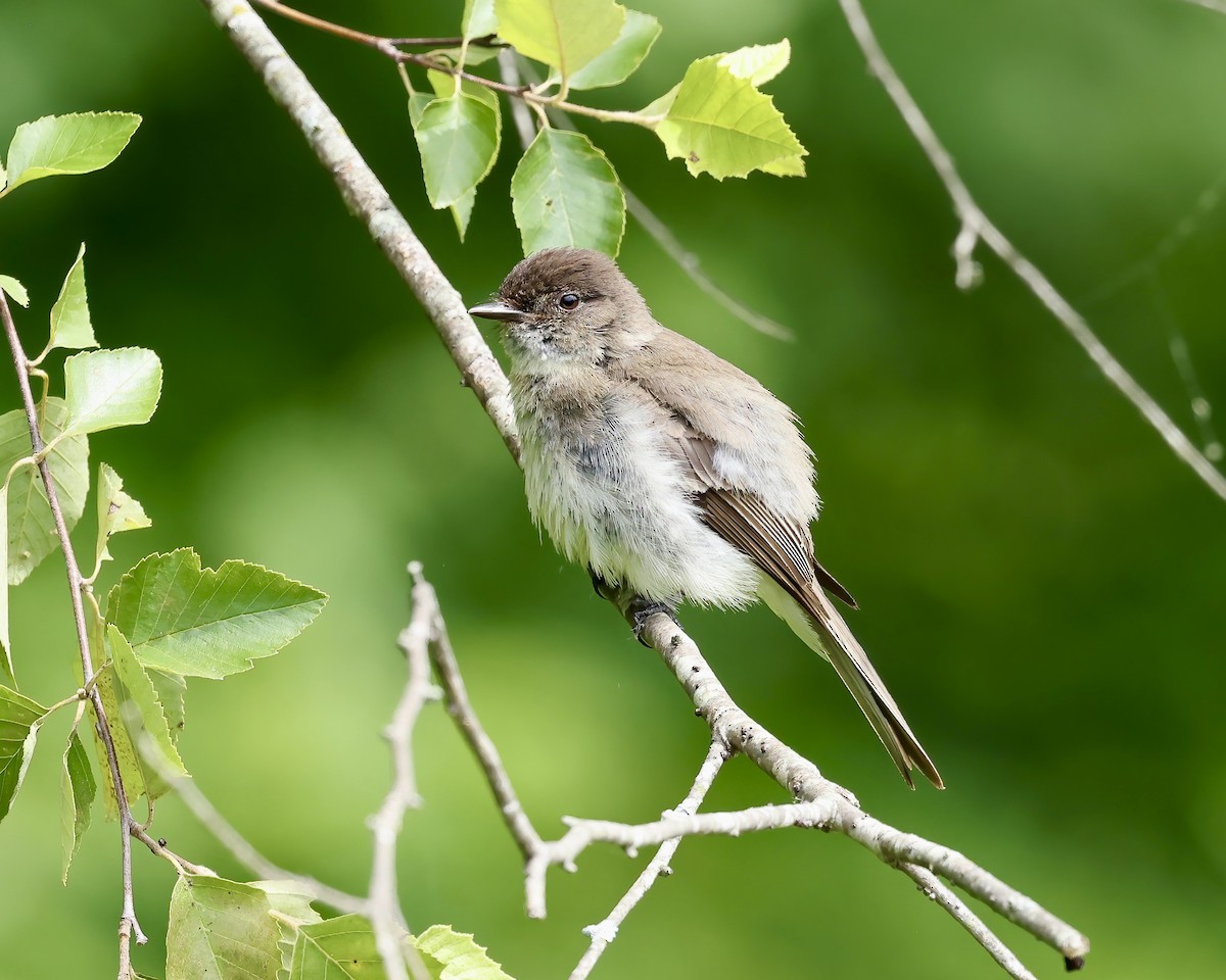 Eastern Phoebe - ML620142316