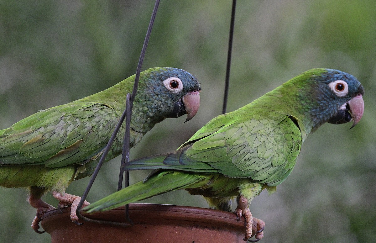 Conure à tête bleue - ML620142317