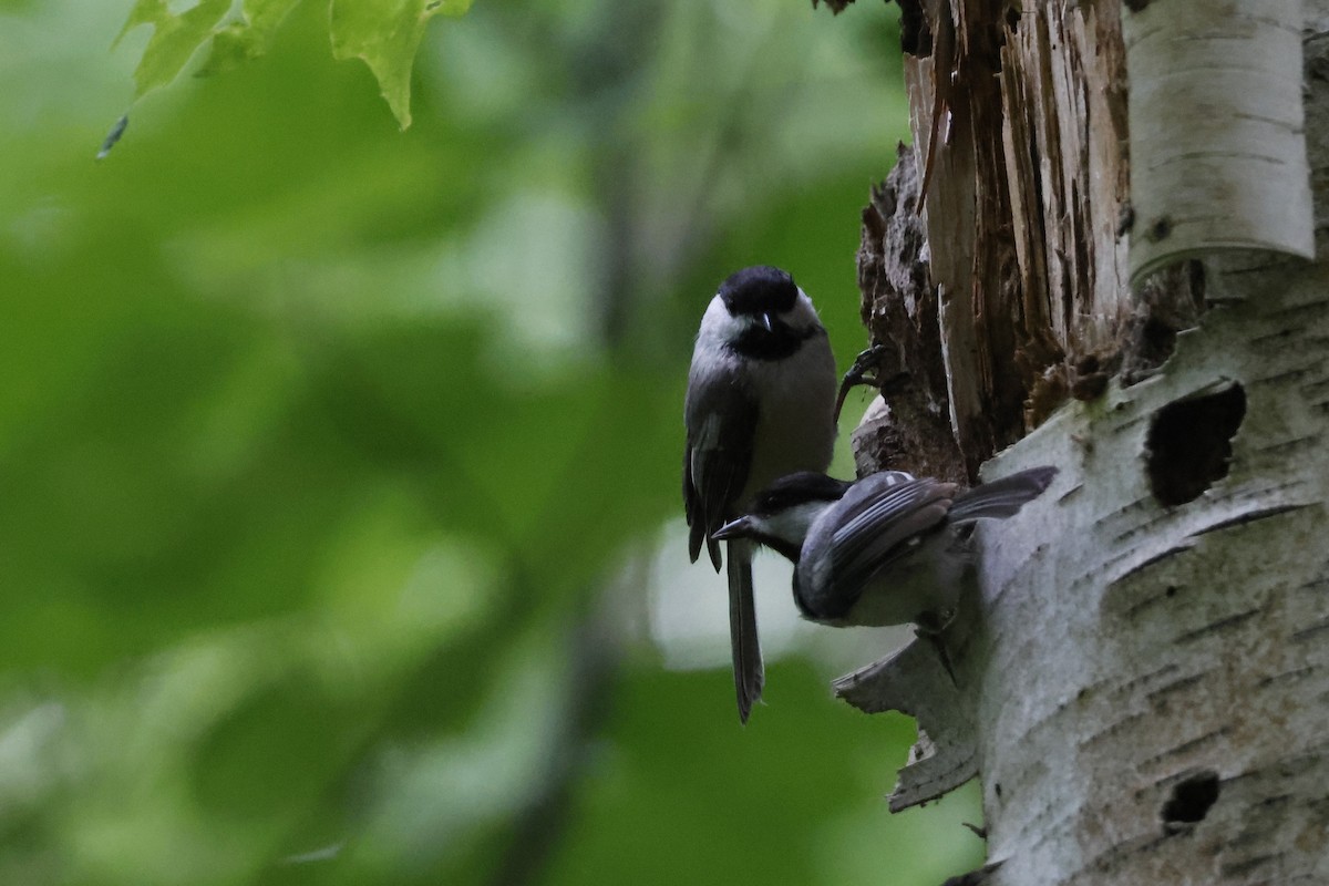 Black-capped Chickadee - ML620142319