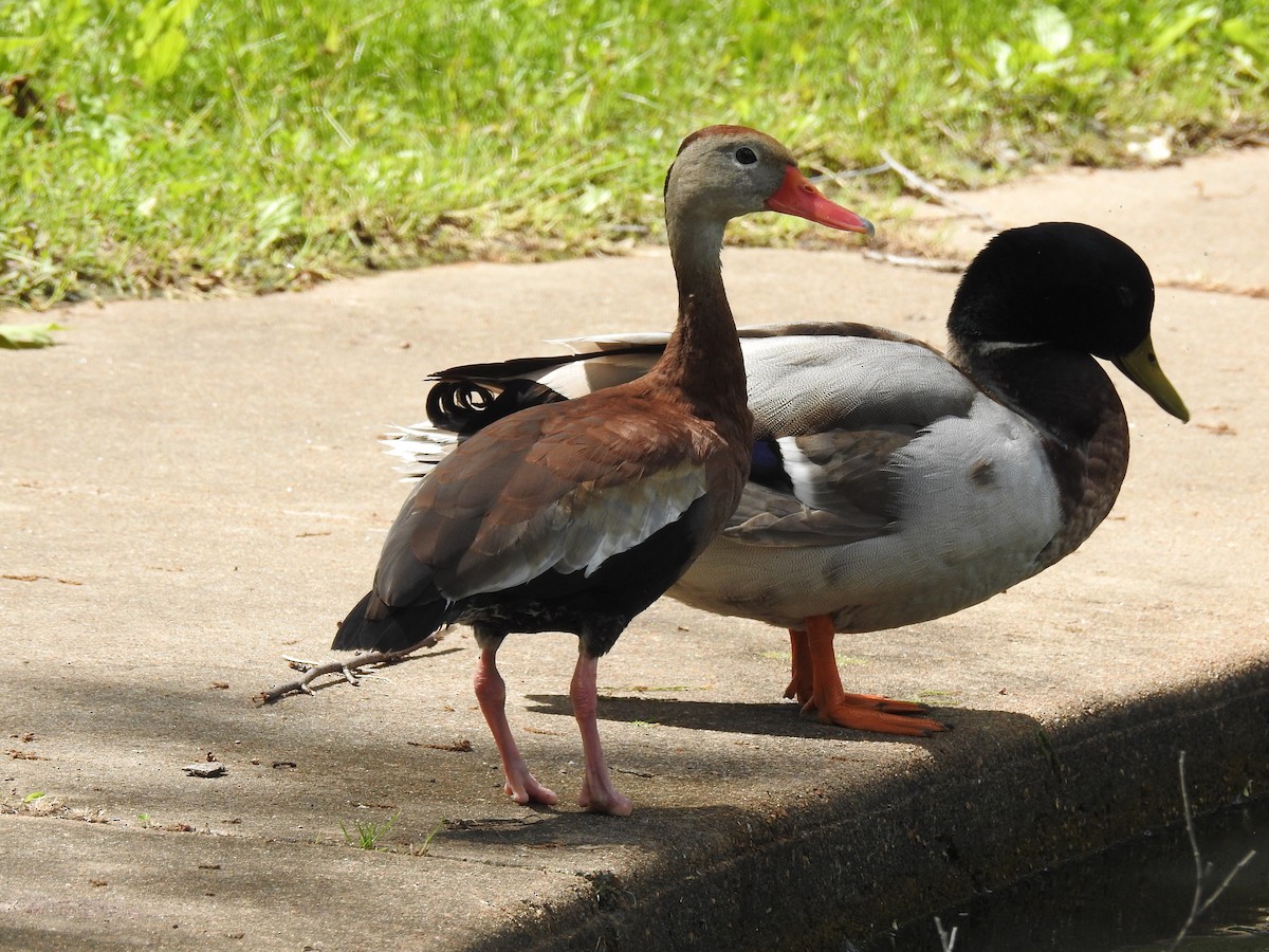 Dendrocygne à ventre noir - ML620142320