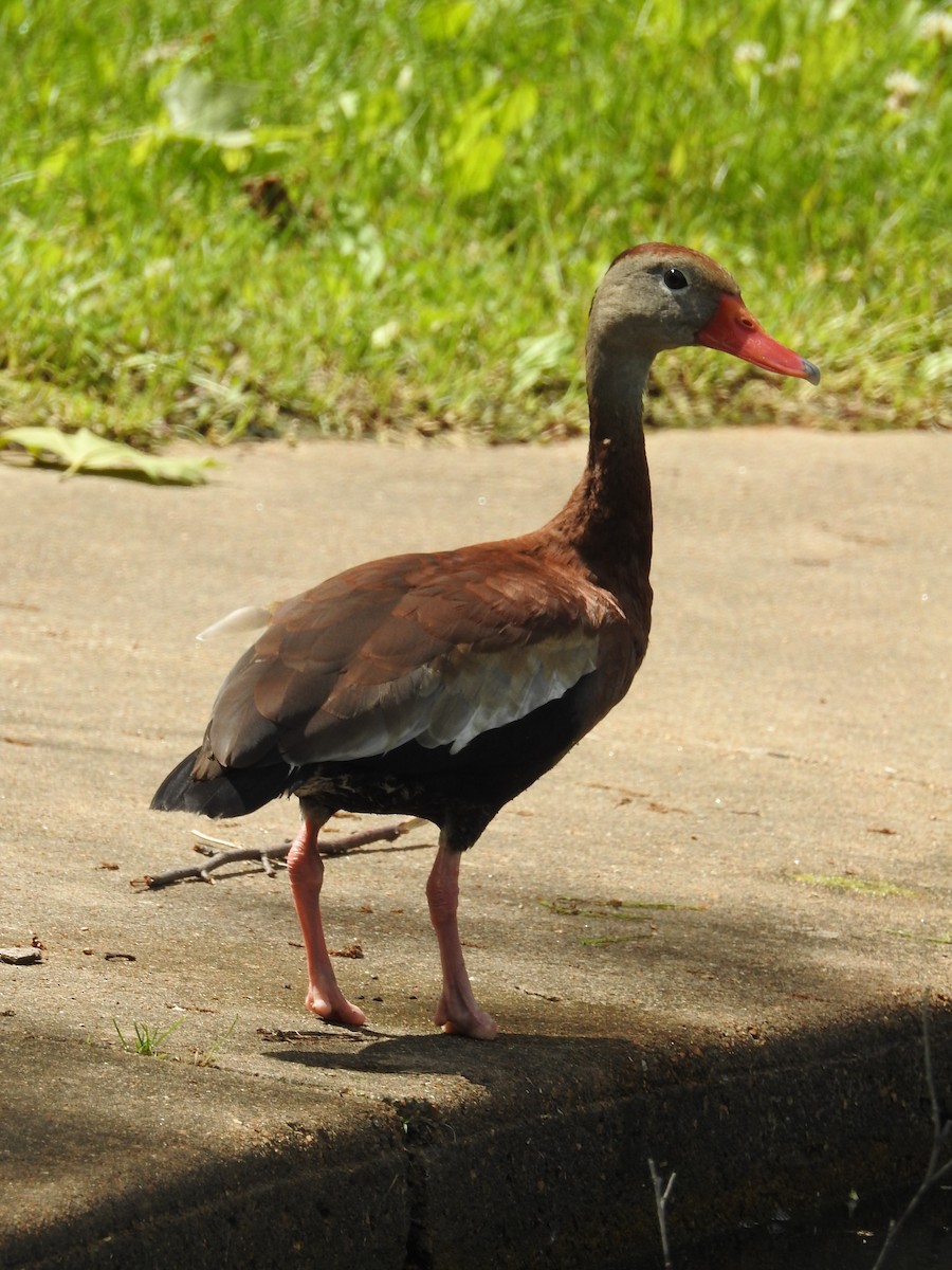 Dendrocygne à ventre noir - ML620142321