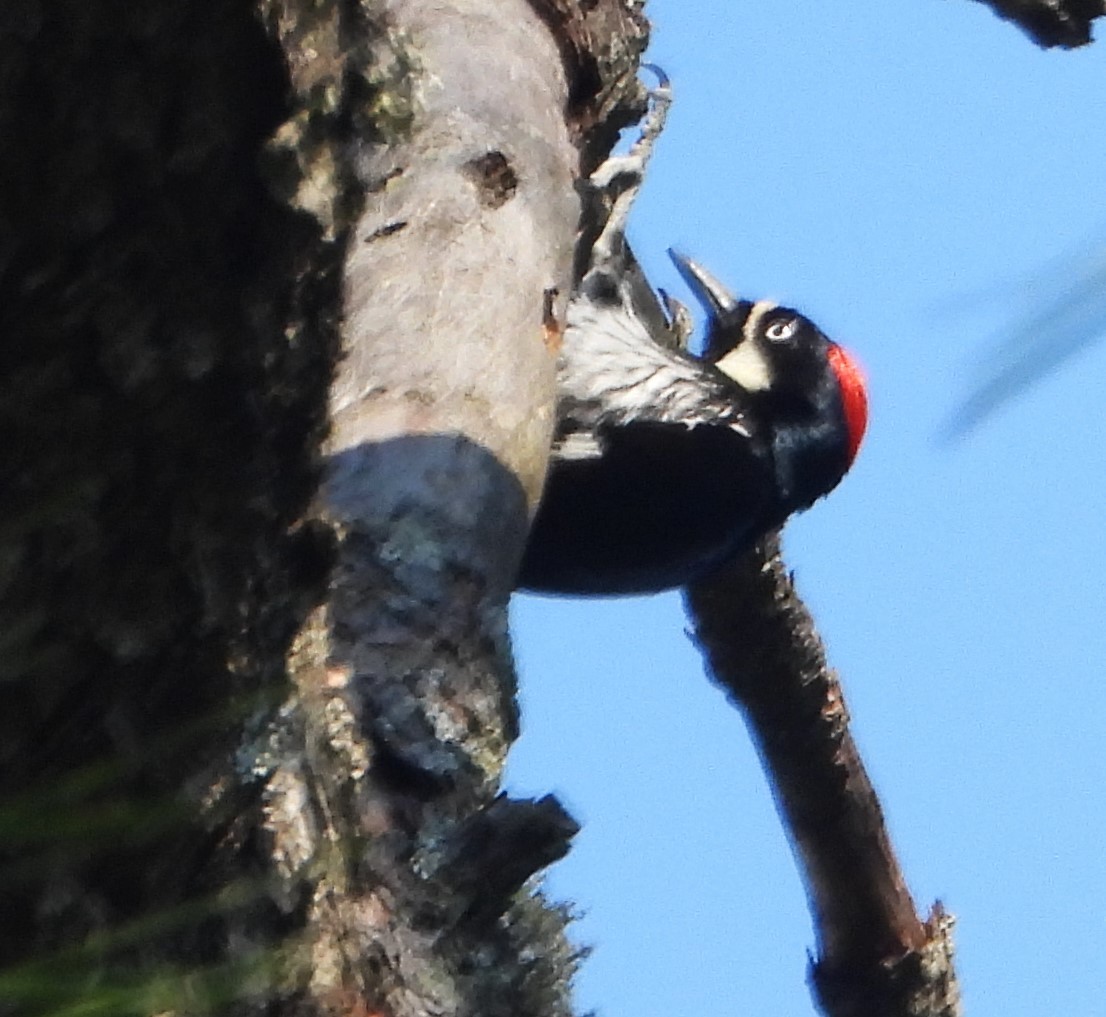Acorn Woodpecker - ML620142324