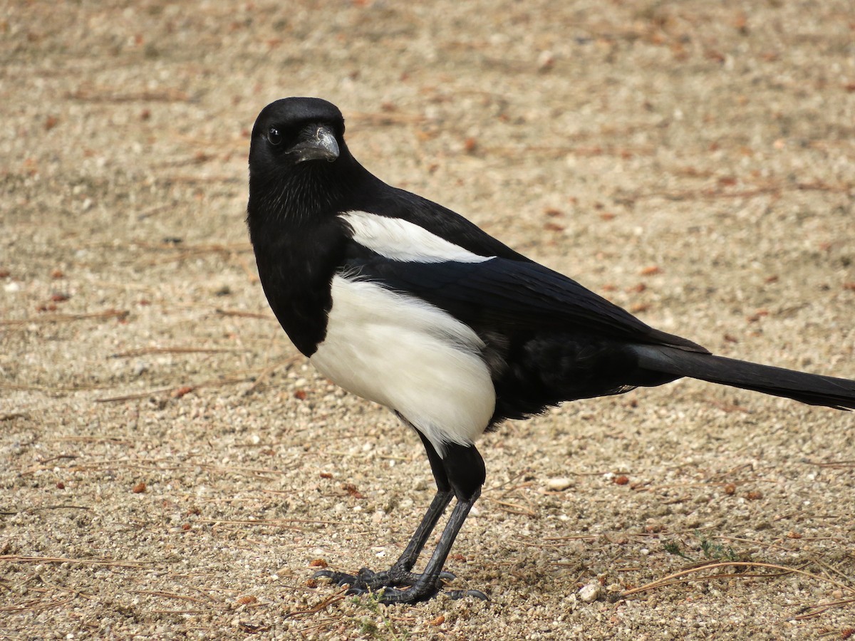 Eurasian Magpie - ML620142327