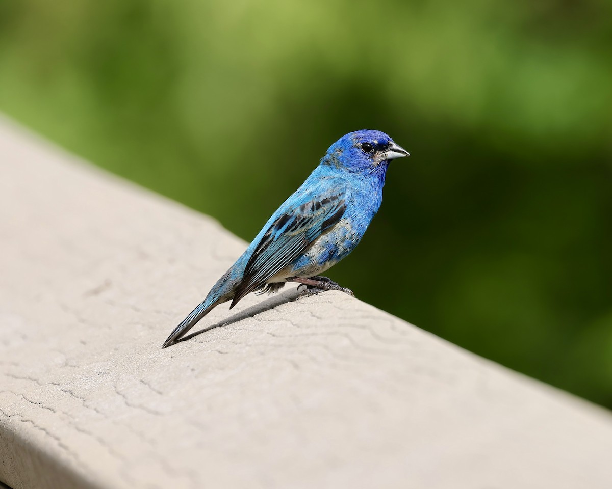 Indigo Bunting - ML620142332