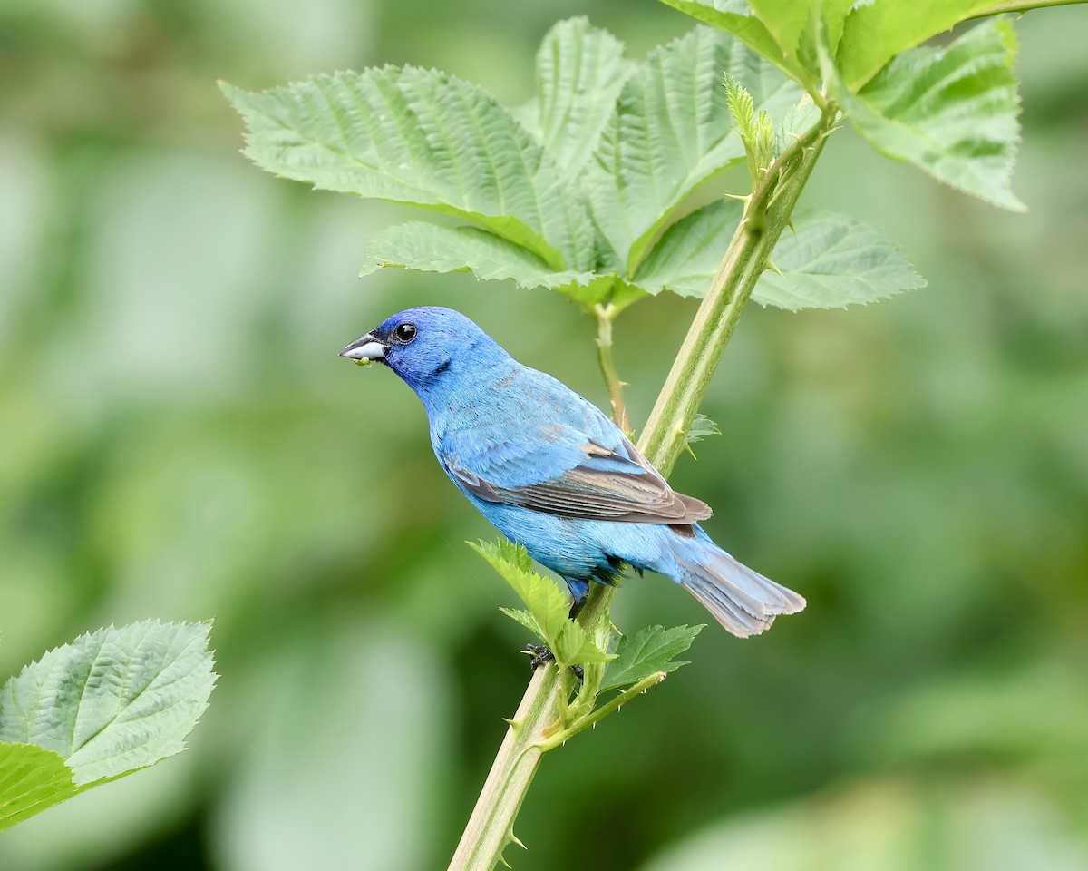 Indigo Bunting - ML620142333