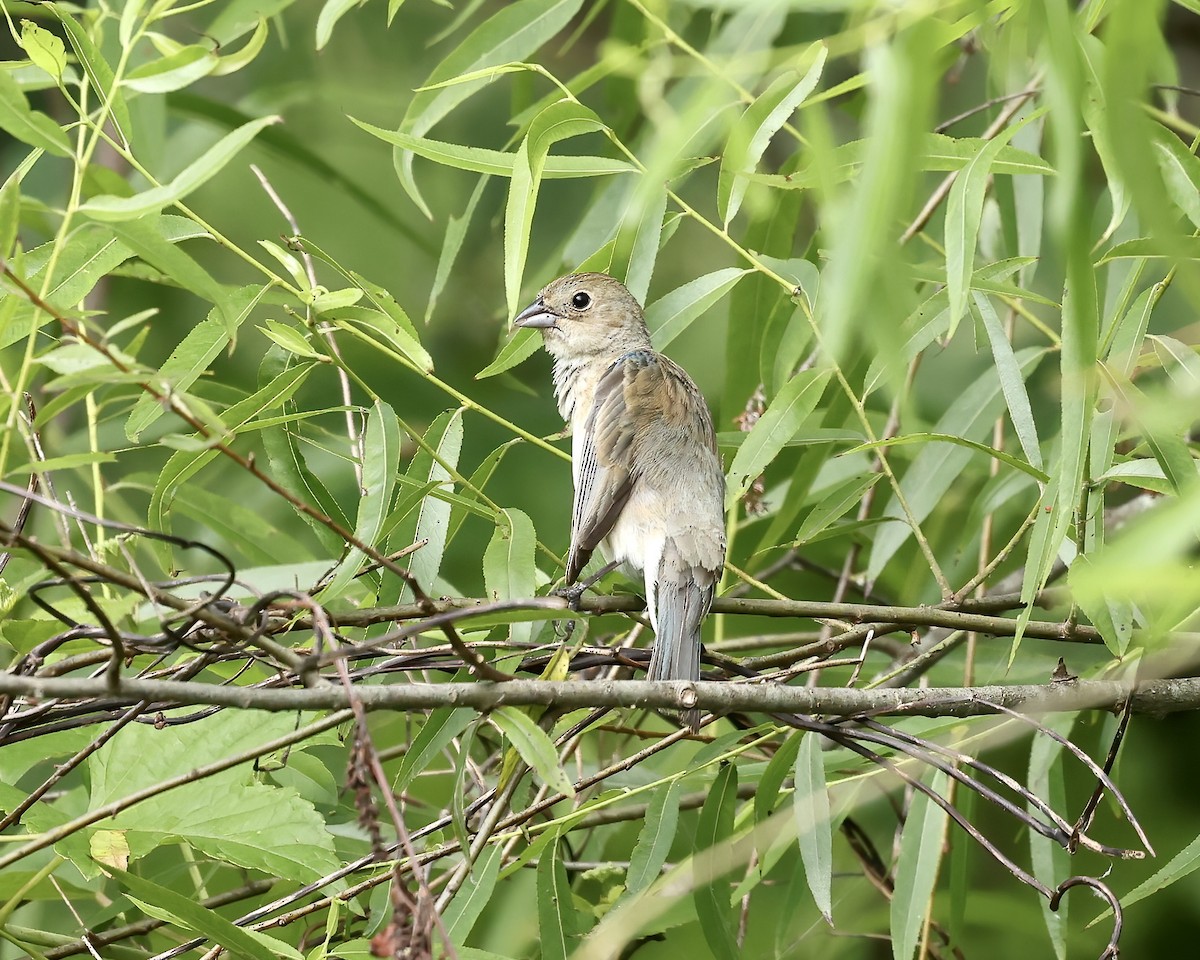 Passerin indigo - ML620142334