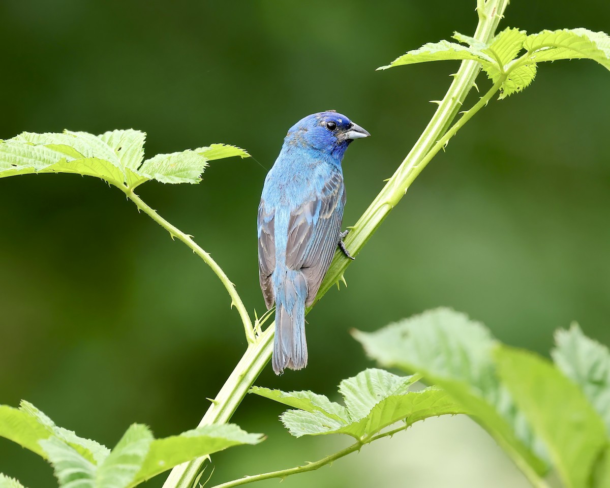 Indigo Bunting - ML620142335