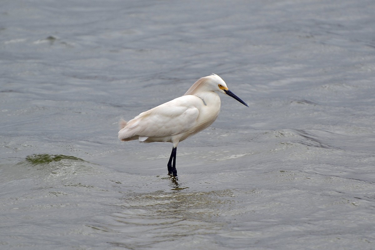 Snowy Egret - ML620142339