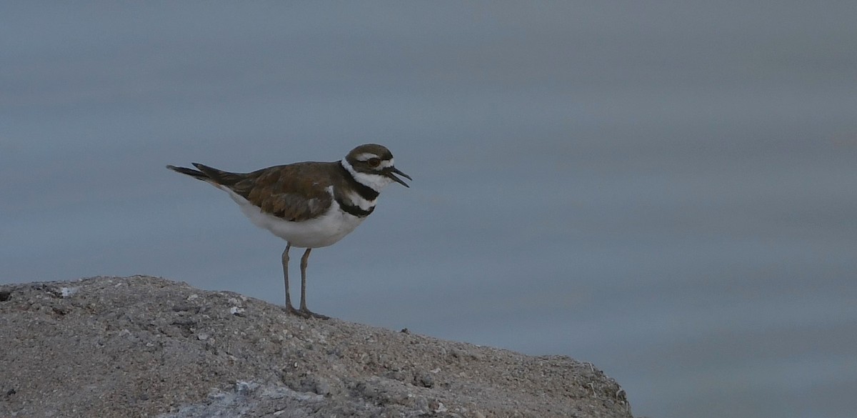 Killdeer - ML620142351