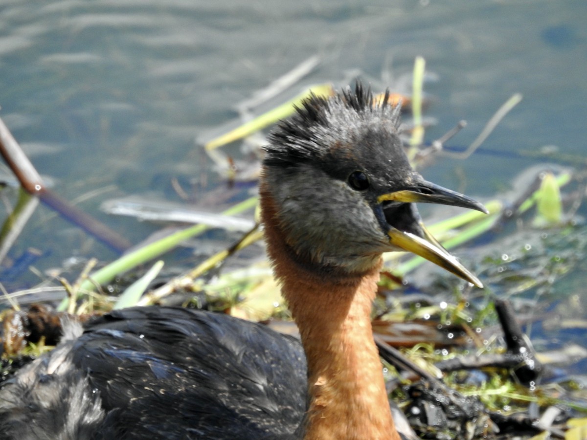 Red-necked Grebe - ML620142379