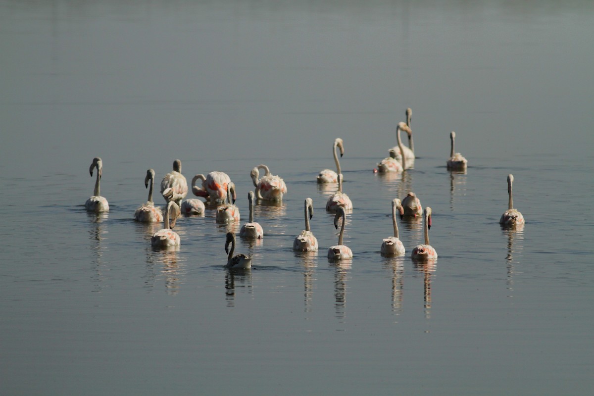 Greater Flamingo - ML620142381